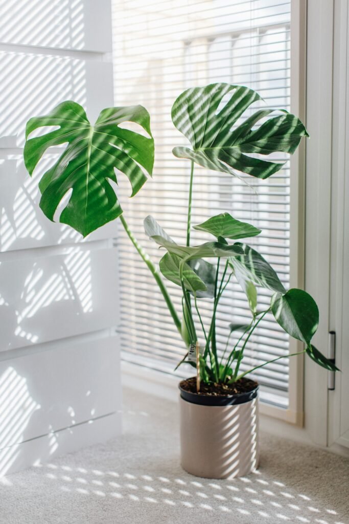 potted plants on sunny apartment balcony for hardening off